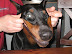 Happy doberman - Smile - it increases your face value.