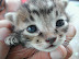 Total cute overload! - One of the most awesome creatures I've seen for a long time.