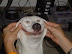 Smiling dog - One of the 97 ways to make your dog happy.