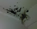 Awwww! Babies! - Consider your mosquito problem solved.