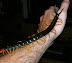 Giant centipede - Extremely disgusting creature.