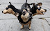 The Halloween is here - Get your dog a three-headed costume.