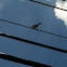 Northern Mockingbird