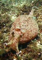 Sea Hare at Anacapa Island