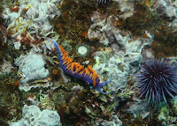 Nudibranch at Anacapa