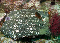 Anacapa_Photo_Cert_August_2009_3536.JPG