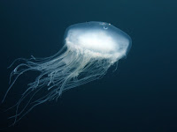IMG_4969.JPG