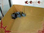 [Miniaturas] El Gran Waaagh!!!