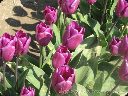 IMG_5713 IMG_5713
