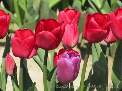 IMG_5716 IMG_5716