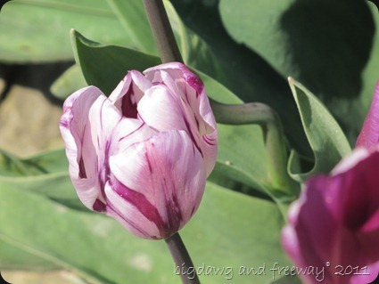 IMG_5717 IMG_5717