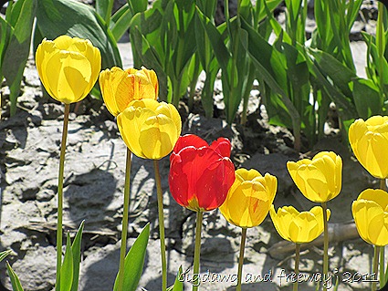 IMG_5729 IMG_5729