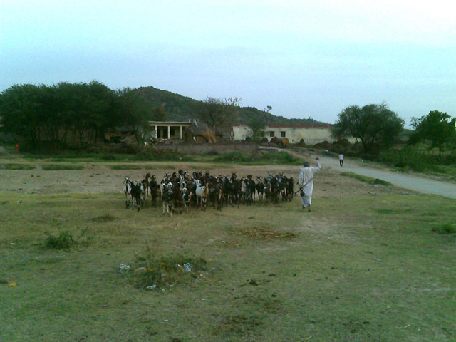 ijjad