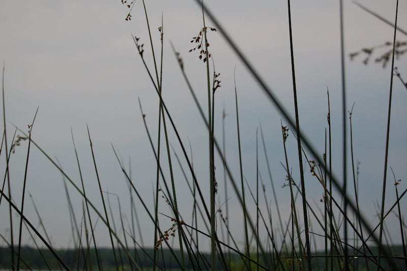 Herbes