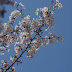 Hanami - Kirschblütenschau
