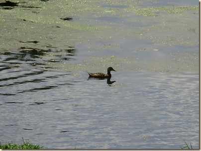 June2010 081