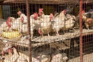 [ist2_4995387-chicken-market[3].jpg]