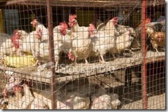 ist2_4995387-chicken-market