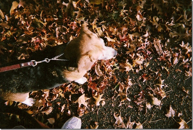 Lola with leave and my toe