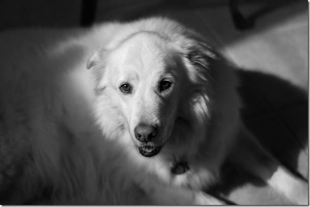 Sam dog-3