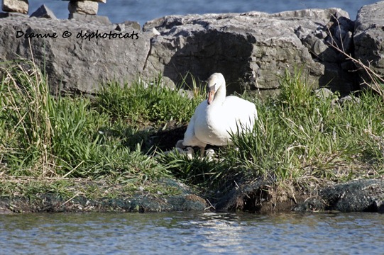 IMG_0218 Baby Cygnets Have Arrived