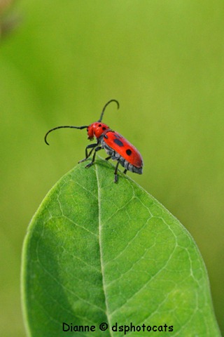[IMG_1923 Little Red Bug[6].jpg]