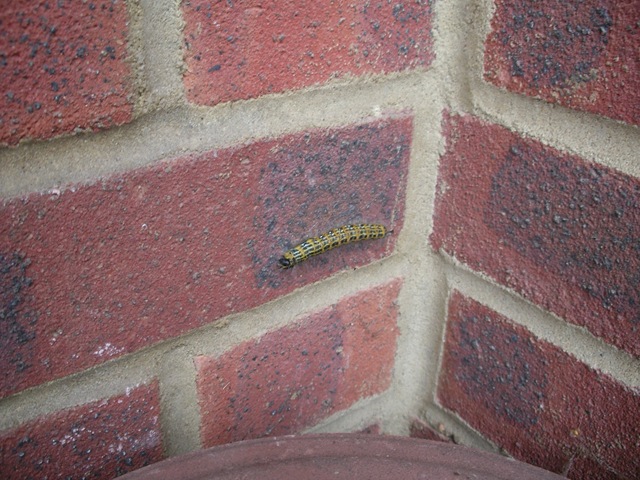 [Catapillar 001[2].jpg]
