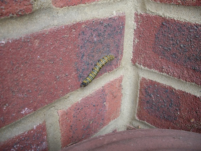 [Catapillar 002[2].jpg]