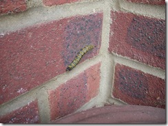 Catapillar 002