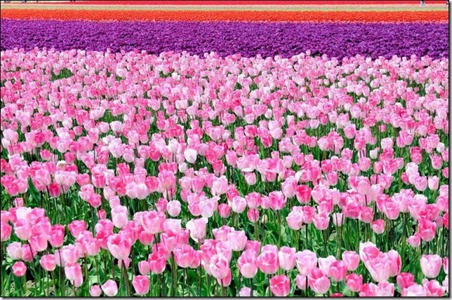 tulip-fields18