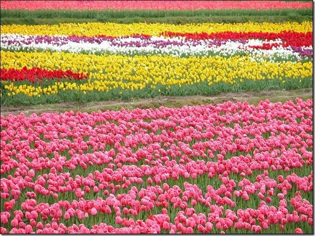 tulip-fields5
