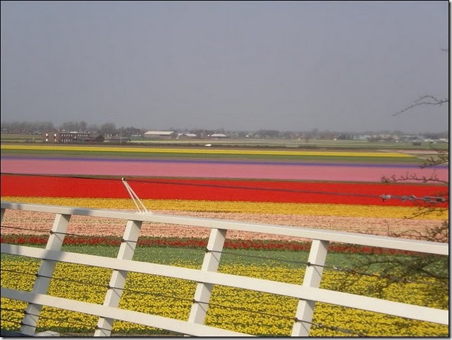 tulip-fields20