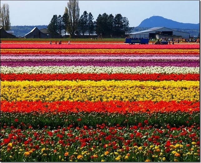 tulip-fields23