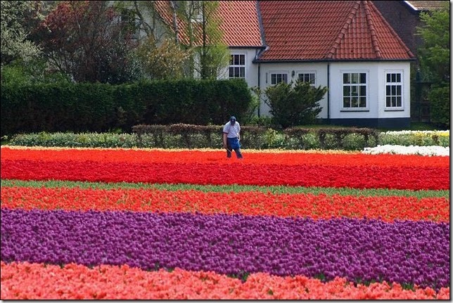 tulip-fields26