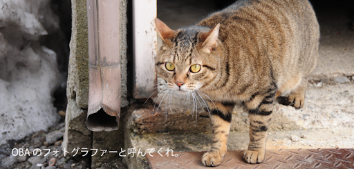 OBAのフォトグラファーと呼んでくれ。