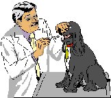 veterinario