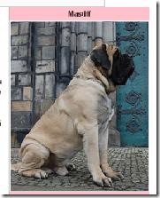 Mastiff