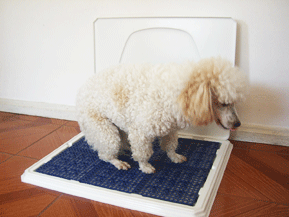[Higiêne para cachorro[5].gif]