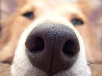 Olfato canino