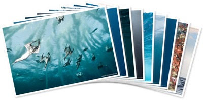Просмотр альбома "Подводный мир фотографа Александера Сафонова"