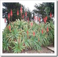 Aloe arbovscens Aloe arbovscens