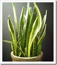 Sansevieria spp