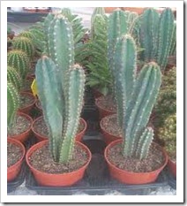 Cereus –Peruvianus Cereus –Peruvianus