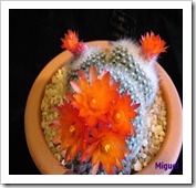 يفية تربية و زراعة الصبارات والعناية بها Cactuses  Parodiahaselbergii_thumb%5B5%5D