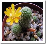 يفية تربية و زراعة الصبارات والعناية بها Cactuses  Rebutiafabrisiiaureiflora_thumb%5B4%5D