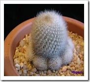 يفية تربية و زراعة الصبارات والعناية بها Cactuses  Rebutiamuscula_thumb%5B4%5D