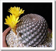 يفية تربية و زراعة الصبارات والعناية بها Cactuses  Sulcorebutiaarenacea_thumb%5B5%5D