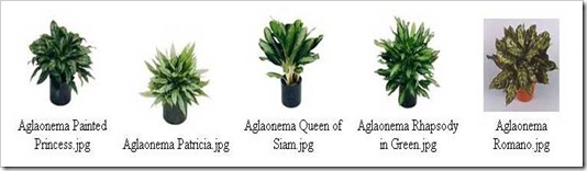 نبات الاجلونيما Aglo2_thumb%5B4%5D
