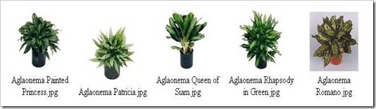 كل ما تريد معرفته عن الأجلونيما AGLAONEMA  Aglo2_thumb%5B4%5D