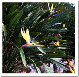 اسطورة زهرة عصفور الجنة ..Strelitzia reginae  F409198a42_thumb%5B5%5D